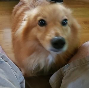 Meet your Posher, Ronald